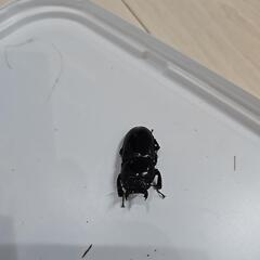 離島シリーズ　ツシマヒラタクワガタの画像