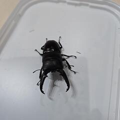 離島シリーズ　ツシマヒラタクワガタ