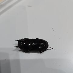 離島シリーズ　ツシマヒラタクワガタの画像