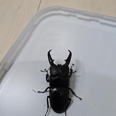 離島シリーズ　ツシマヒラタクワガタの画像
