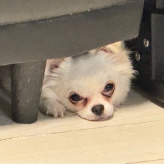 【一時募集停止中】ロングコートチワワ 男の子