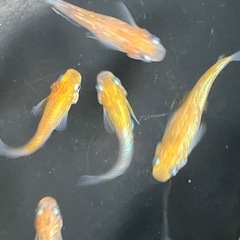 メダカ　三色体外光ラメ　10匹の画像