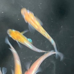 メダカ　三色体外光ラメ　10匹の画像