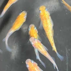 メダカ　三色体外光ラメ　10匹の画像