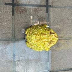 クランウェルツノガエルの画像