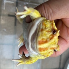 クランウェルツノガエルの画像