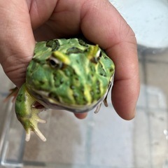 クランウェルツノガエルの画像