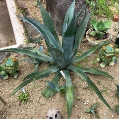 アガベ　マピサガ子株③