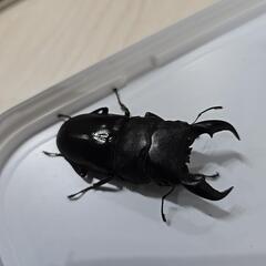 アマミヒラタクワガタ③の画像