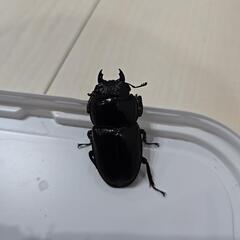 アマミヒラタクワガタ③の画像