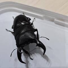 アマミヒラタクワガタ③の画像