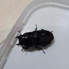 アマミヒラタクワガタ③の画像