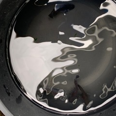 親種　アルティマニア　メダカ　めだか