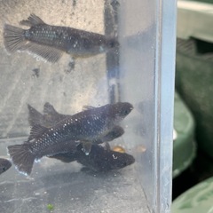 親種　アルティマニア　メダカ　めだかの画像
