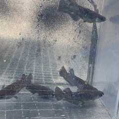 親種　アルティマニア　メダカ　めだかの画像
