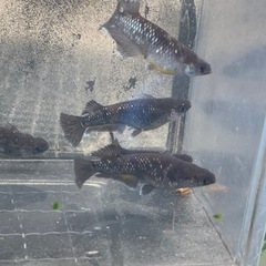 親種　アルティマニア　メダカ　めだかの画像
