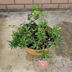花苗
