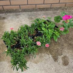 花苗  1ポット100円　まとめ買い可