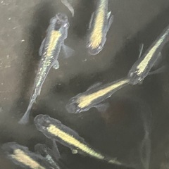 メダカ　黒流星　10匹の画像