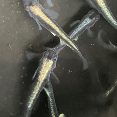 メダカ　黒流星　10匹の画像