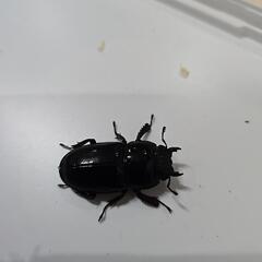 離島シリーズ　イキヒラタクワガタの画像