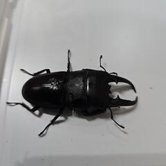 離島シリーズ　イキヒラタクワガタの画像