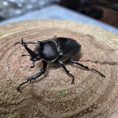 オキナワカブトペア