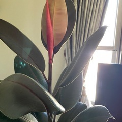 大きくて元気なゴムの木の画像