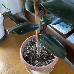 大きくて元気なゴムの木の画像