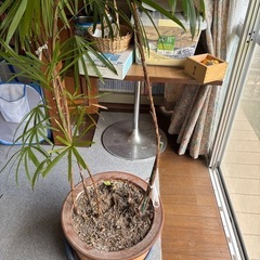 【20%オフ　6/25】【20%オフ　6/22】シュロチク　棕櫚竹　観葉植物　塊根植物　多肉植物　ビザールプランツ　レアプランツ　ガーデニング　植物　グリーン　趣味　盆栽　葉　花　庭　草　インテリア　おしゃれ　飾り　園芸　の画像