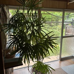 【20%オフ　6/22】シュロチク　棕櫚竹　観葉植物　塊根植物　...