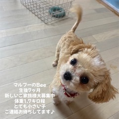 マルプー☆男の子☆銚子市