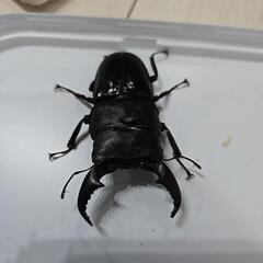 カリマンタンヒラタクワガタ♂二匹の画像