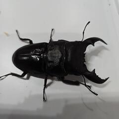 カリマンタンヒラタクワガタ♂二匹の画像