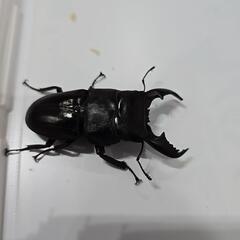 カリマンタンヒラタクワガタ♂二匹の画像