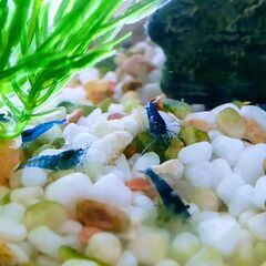 🦐ベルベットブルーシュリンプ1匹100円（在庫100匹）の画像