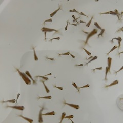 【取引者決定】金魚　蝶尾　稚魚　洗面器全部（約200匹くらい）　6/22取引なら1000円の画像