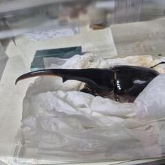 ヘラクレスオオカブトペア