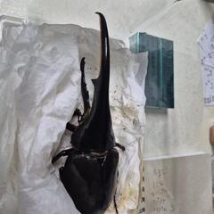 毎田周一全集全12巻+補遺1巻