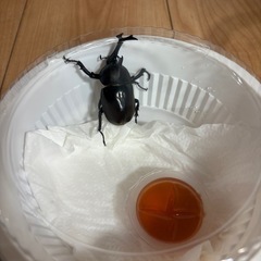 カブトムシ
