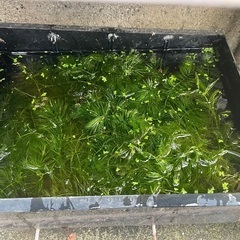 メダカ水槽にお薦めですの画像
