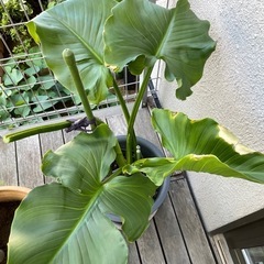 カラー　観葉植物の画像