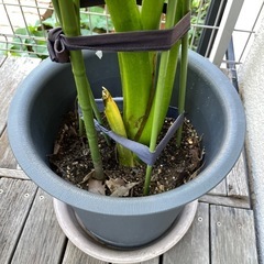 カラー　観葉植物の画像