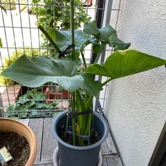 カラー　観葉植物