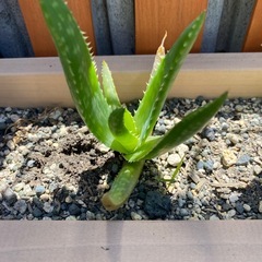 アロエ