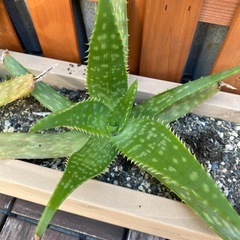 アロエの画像
