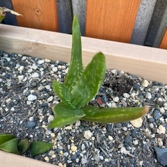 アロエの画像