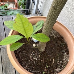 アボカド　観葉植物の画像