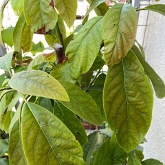 アボカド　観葉植物の画像