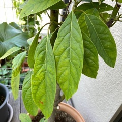 アボカド　観葉植物の画像